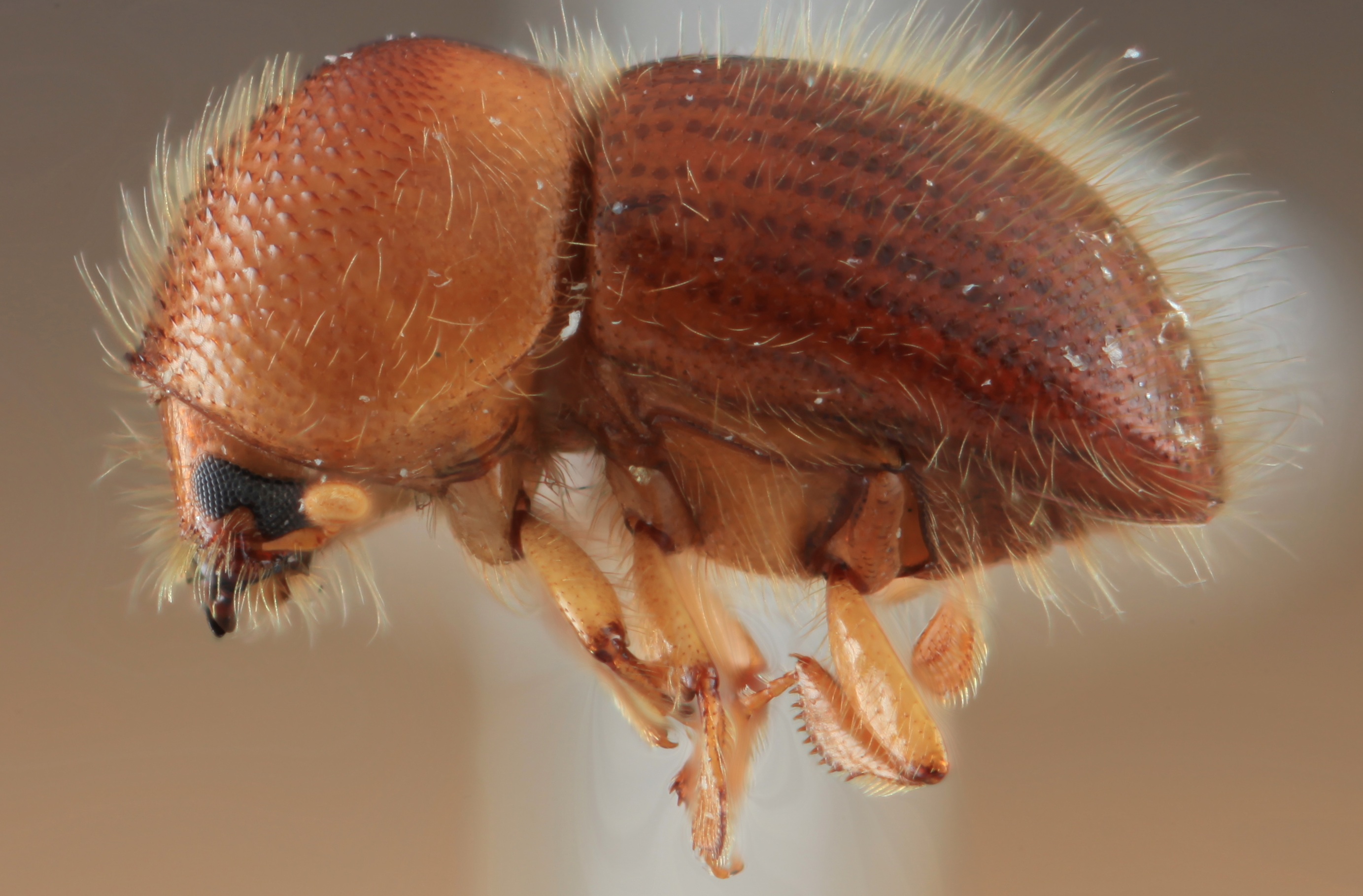 New genus of ambrosia beetle